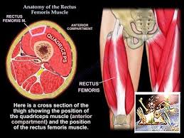 Anatomy Of The Rectus Femoris Muscle Everything You Need To Know Dr Nabil Ebraheim Youtube