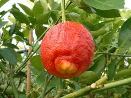 Lime trees grow best outside in u.s. Red Lemon Tree Blood Orange Organic Fruit Seeds Bonsai Red Lime Seeds 20 Pcs E