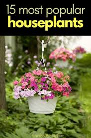 Check spelling or type a new query. 15 Most Popular Houseplants How To Identify And Care Images