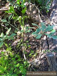 Image result for Cussonia zimmermannii