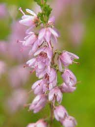 Heather Flower Remedy Best Flower Wallpaper