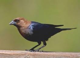 Black Birds In Michigan Brown Headed Cowbird Birds Black Bird Backyard Birds