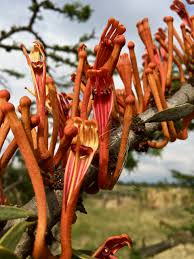 Image result for Phragmanthera cornetii