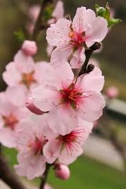 Flowering and fruiting peach for home orchard and landscape. Hd Wallpaper Apple Blossoms Flowers Pink Spring Bloom Close Up Fruit Tree Wallpaper Flare