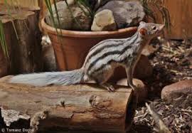 Image result for Monodora grandidieri