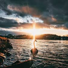 Schwahnsinn Swans Swan Swansea Linz Donau Danube Donaupromenade 4020 4020linz Linzanderdonau Steelcity Lebendigeslinz Linzhatsteel Linz Instagram