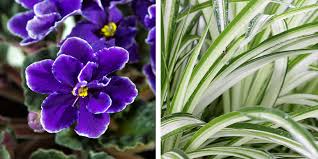 Cheap flower pots & planters hanging flower baskets are exquisite in appearance. Top 10 Plants That Make You Happy Salisbury Greenhouse