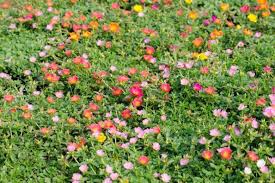 Image result for Portulaca foliosa