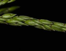 Image result for Eriochloa