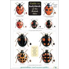 Guide To Ladybirds Of The British Isles Fold Out Chart