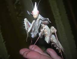 32oz clear plastic container and lid $ 0.65 add to cart; What Is A Devil S Flower Mantis And What Does It Look Like Quora