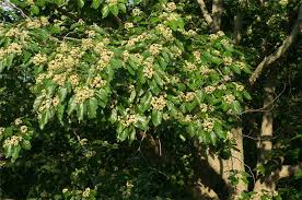 Image result for Hovenia dulcis