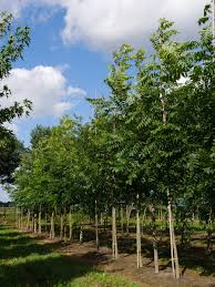 Image result for Carya illinoinensis