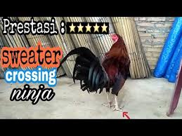Gambar ayam ninja / ayam pama ninja / ayam bangkok memang sudah. Ayam Sweater X Ninja Kaki Getar Win 5 Kali Youtube