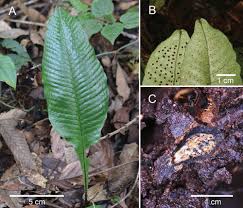 Image result for Lomariopsis guineensis