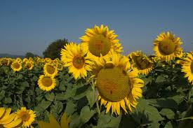 Nama lain dari bunga matahari adalah helianthus, namanya berasal dari bahasa yunani yaitu helios artinya matahari dan bunga ini tumbuh bergerombol berwarna biru langit sampai biru indigo. Gambar Bunga Matahari Biru Kuning Musim Panas Tanaman Berbunga Langit Menanam Bidang Asterales Daun Bunga Keluarga Daisy Biji Bunga Matahari Serbuk Sari Pemandangan Makanan Vegetarian Masakan Bunga Liar Tanaman Tahunan Perkebunan