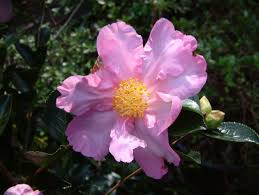 Camellia Sasanqua Paradise Diana Camellia Japonica Plants