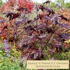Image result for Ricinus communis