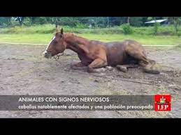 Encefalitis equina encefalitis equina existen muchos virus que provocan encefalitis en equinos y otras especies animales domesticas y silvestres, tambi n en el. Posibles Casos De Encefalitis Equina Venezolana En Chiriqui Youtube