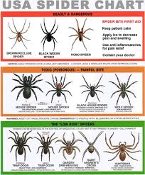 Spider Chart Spider Identification Chart Survival