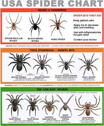 spider chart spider identification chart survival