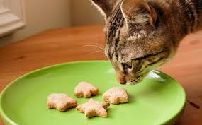 Kedi Mamasi Yapimi Kedi Mamasi Tarifleri Miyhav Com