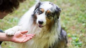 Their bei wortbedeutung.info ➽ bedeutung ✓ definition ✓ übersetzung ✓ rechtschreibung ✓ beispiele ✓ silbentrennung ✓. Why Do Dogs Put Their Paws On You Southern Living
