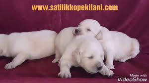 Labrador Retriever Ozellikleri Ve Guncel Labrador Yavru Ilanlari Icin Sitemizi Takip Edebilirsiniz Labrador Retriever