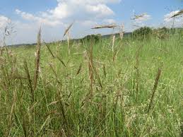 Image result for Aristida diffusa