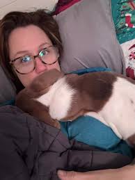 Basset Hounds Taking Over Beds