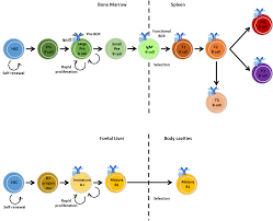 Animal cell immune system definition. B Cells British Society For Immunology