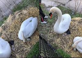 Find out when swans is next playing live near you. 8nsz5xmnz8o8wm