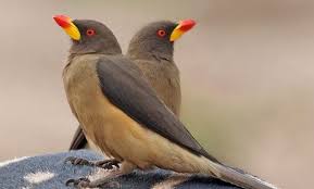 Birds That Start With O 20 Intriguing Animals That Start With The Letter O Animals Types Of Cats Black Bird