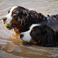 Swiss Bernese Mountain Dogs Burmese Mountain Dogs Bernese Dog Big Dogs