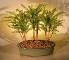 Like most tropical trees, a norfolk island pine bonsai should remain indoors when the low temperatures reach 45 degrees f. Buy Bonsai Trees And Accessories Online At Bonsaiboy Com Pine Bonsai Norfolk Island Pine Indoor Bonsai Tree