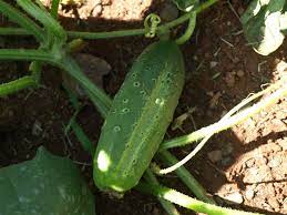 Maybe you would like to learn more about one of these? Cucumber Home Garden Information Center