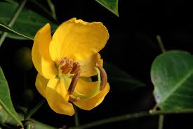Image result for Senna septemtrionalis