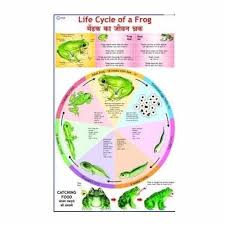 Life History Of Frog Charts