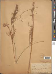 Image result for Hyparrhenia bracteata