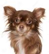 Puppy Long Haired Chihuahua