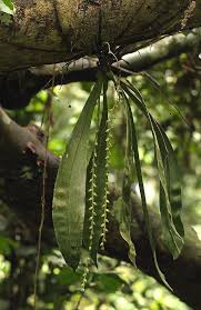 Image result for Diaphananthe