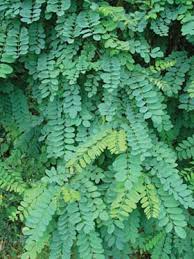 Image result for Robinia pseudo-acacia