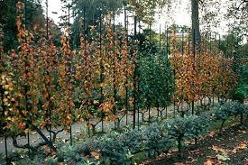 planter un espalier ou une palmette chez vous amenagement jardin beaux jardins jardin fruitier