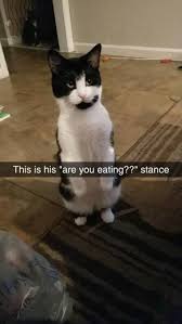 Today we are having some hilarious saturday meme that make you so much laugh. Caturday Is Finally Here Along With 30 Of The Best Cat Memes Cute Cat Memes Best Cat Memes Funny Animal Memes