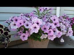 посадка цветов на рассаду в марте по лунному календарю Nachalo Posevnoj 2019 Goda Posadka Petunii Youtube Petunii Cvety Semena Cvetov