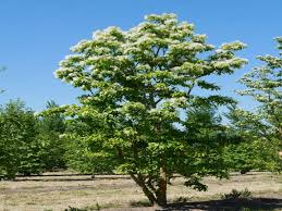 Image result for Chionanthus