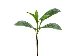 Image result for Vernonia amygdalina