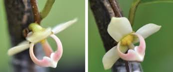 Image result for Chamaecrista zambesica