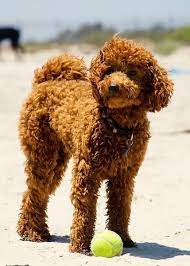 Red Miniature Poodles Are One Of My Favorites Dogs Smart Obedient And Loyal Dog Breeds That Dont Shed Dog Breeds Miniature Poodle