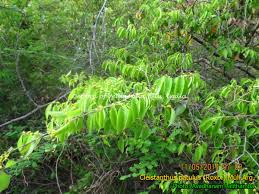 Image result for Cleistanthus